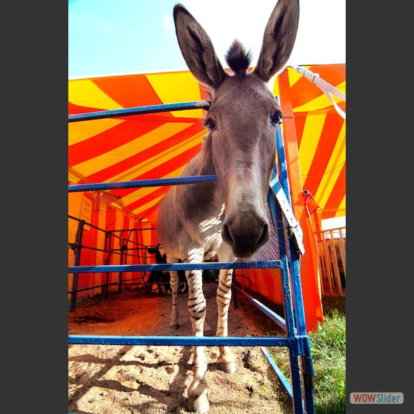 bootstrap carousel example