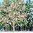 winter tree