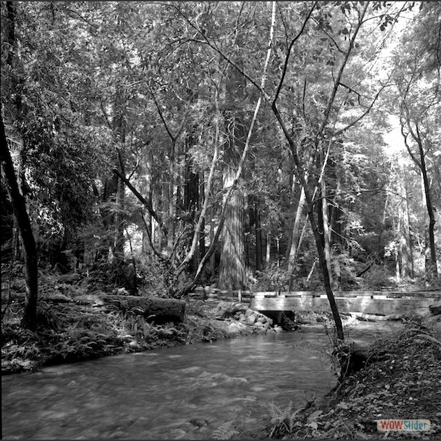 Muir woods-b&w-2